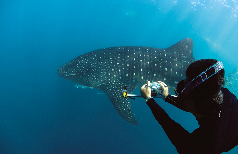 A diver photographs the unique spots on a whale shark