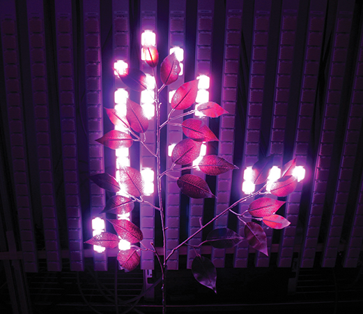 LED system for plants