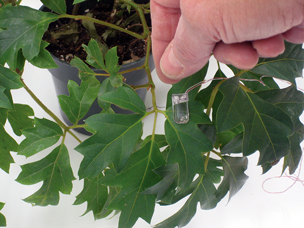 Sensors on a plant