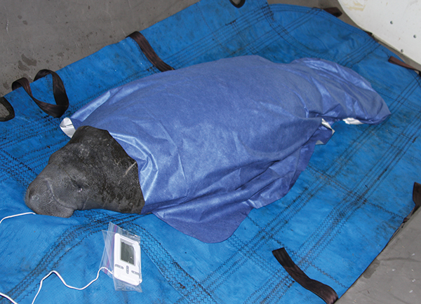 A manatee is kept warm by a radiant barrier blanket