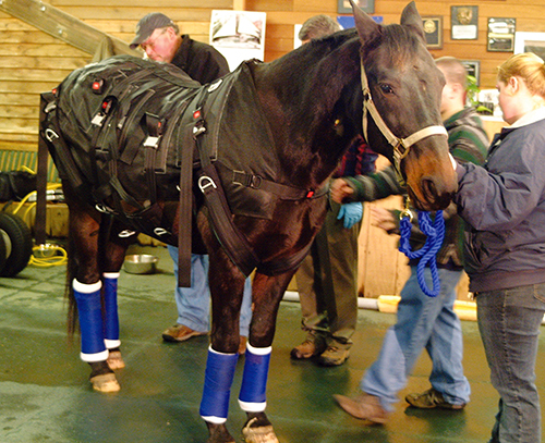 A horse is fitted with a specialized harness