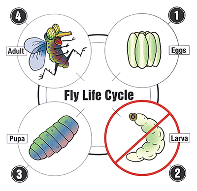 life cycle of the fly diagram