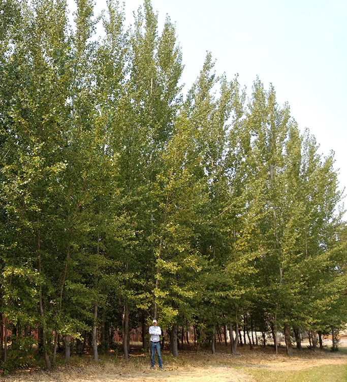 John Freeman, chief science officer of Intrinsyx Environmental, stands in front of the original grove of poplars planted at Ames