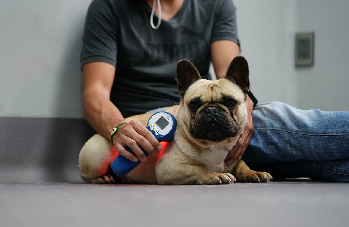 A man holds a light-therapy device against a french bulldog