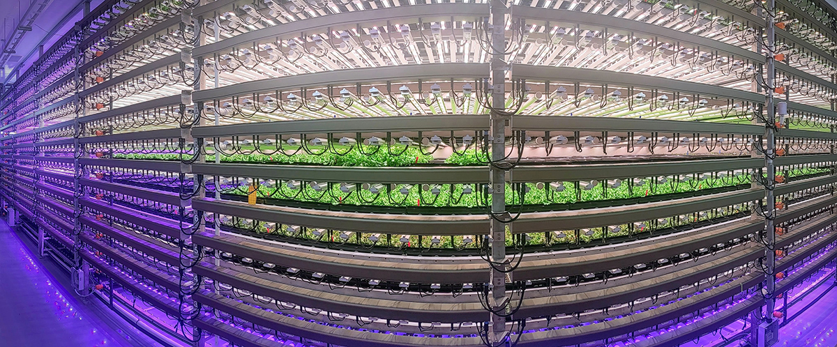 Vertical farming towers of hydroponic trays