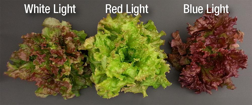 A variety of romaine lettuce shows how the plant responds to white, red, and blue light