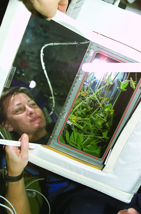 Astronaut Peggy Whitson checks on soybean plants growing in the Advanced Astroculture plant growth chamber
