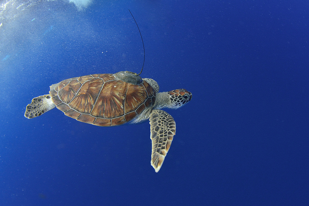 An endangered green sea turtle with a tracker on its back