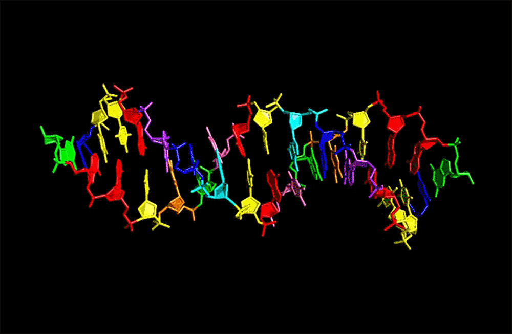 An animation of Hachimoji DNA