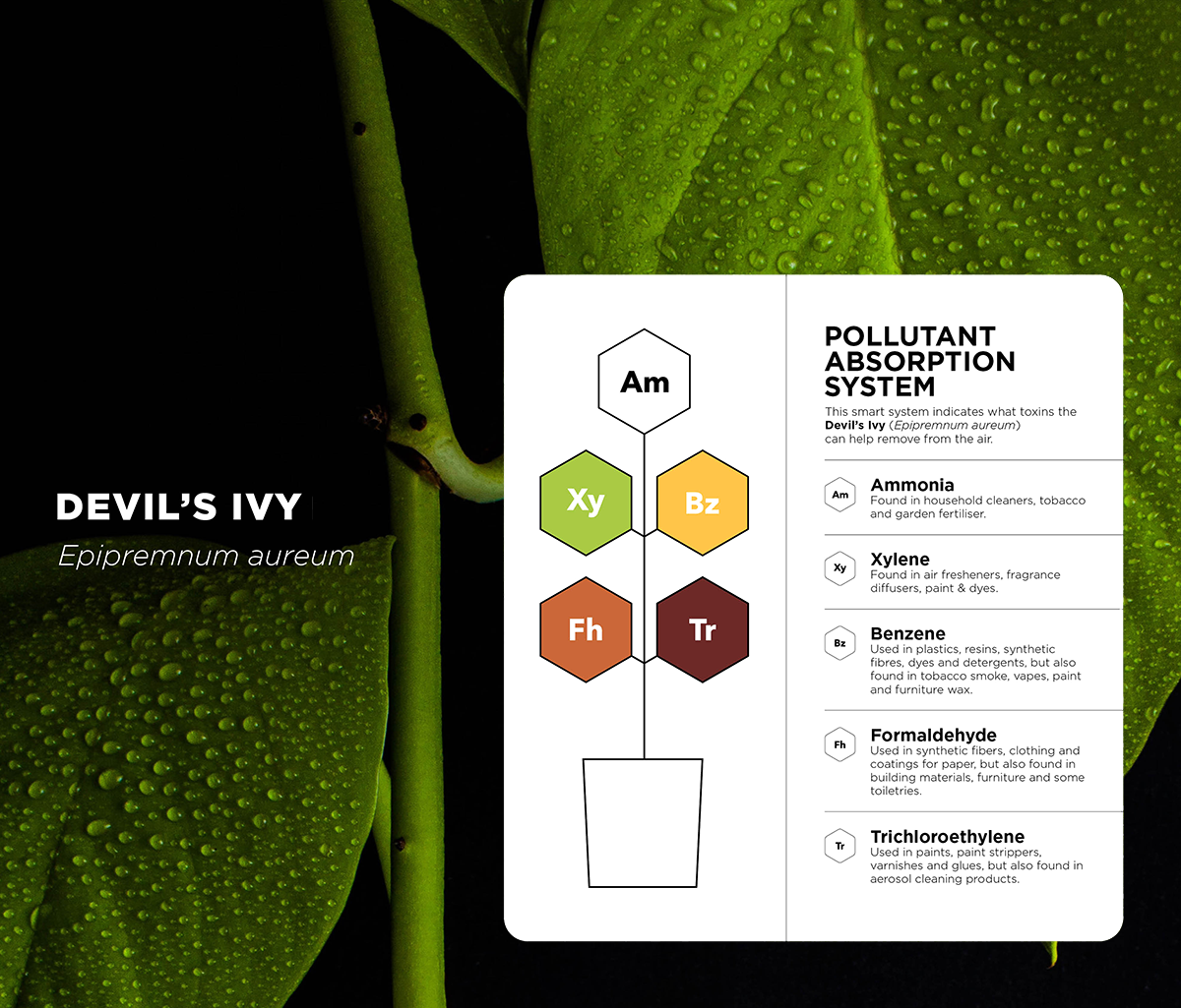 A Devil's Ivy plant with a pollutant absorption system graphic overlay