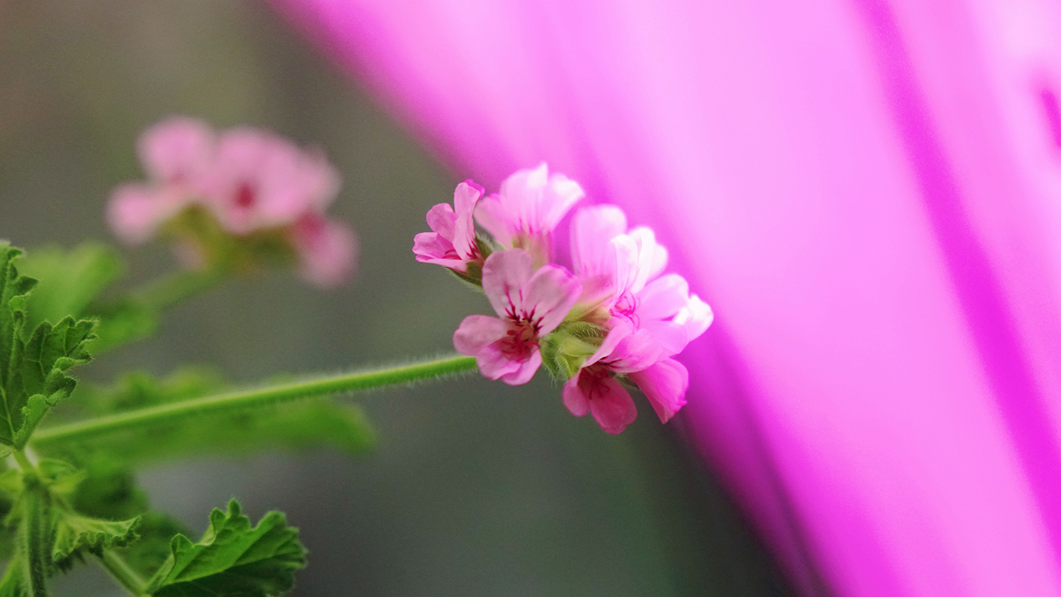 A flower growing under violet light.