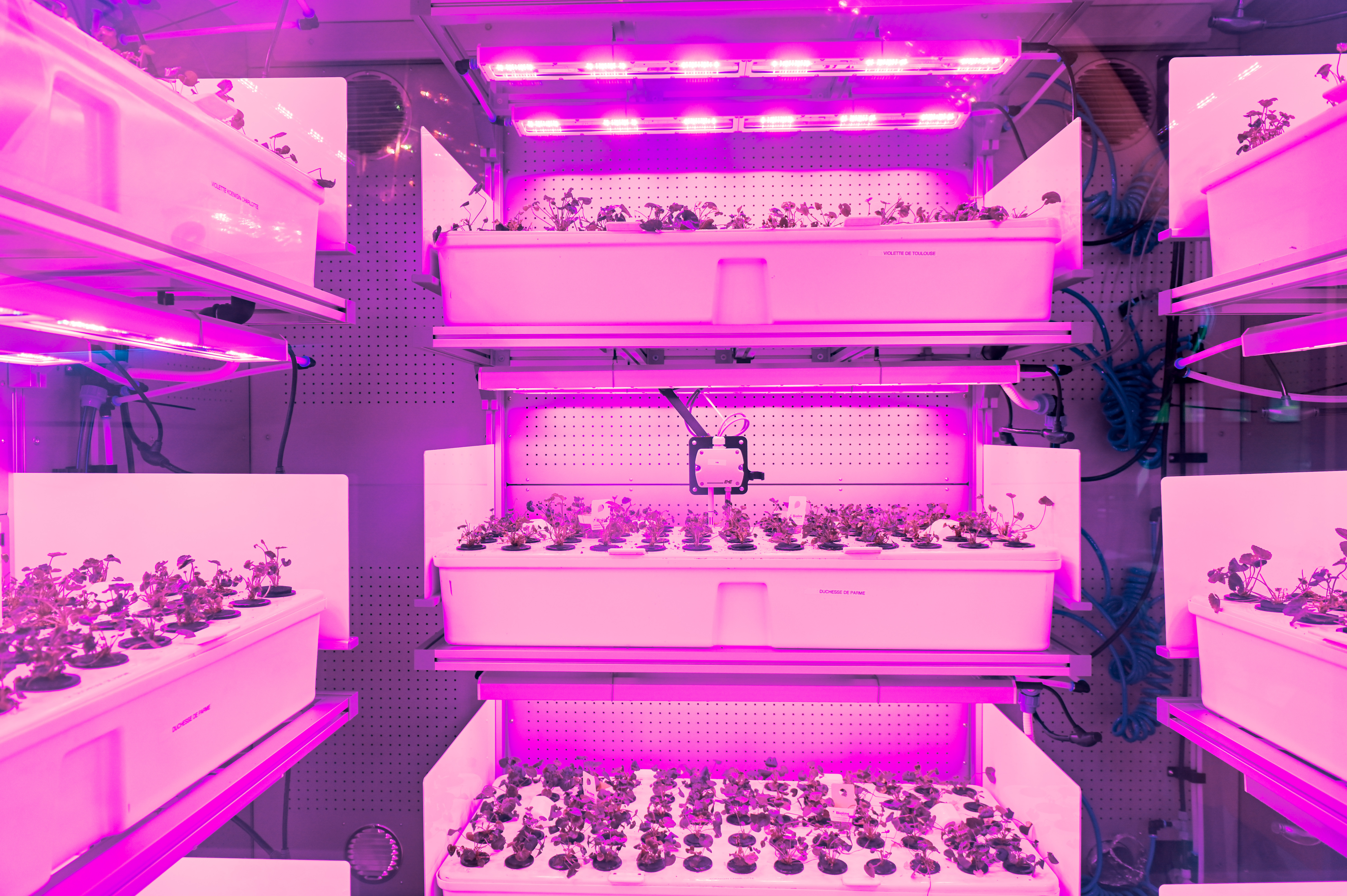 Boxes full of plants are bathed in pink light.