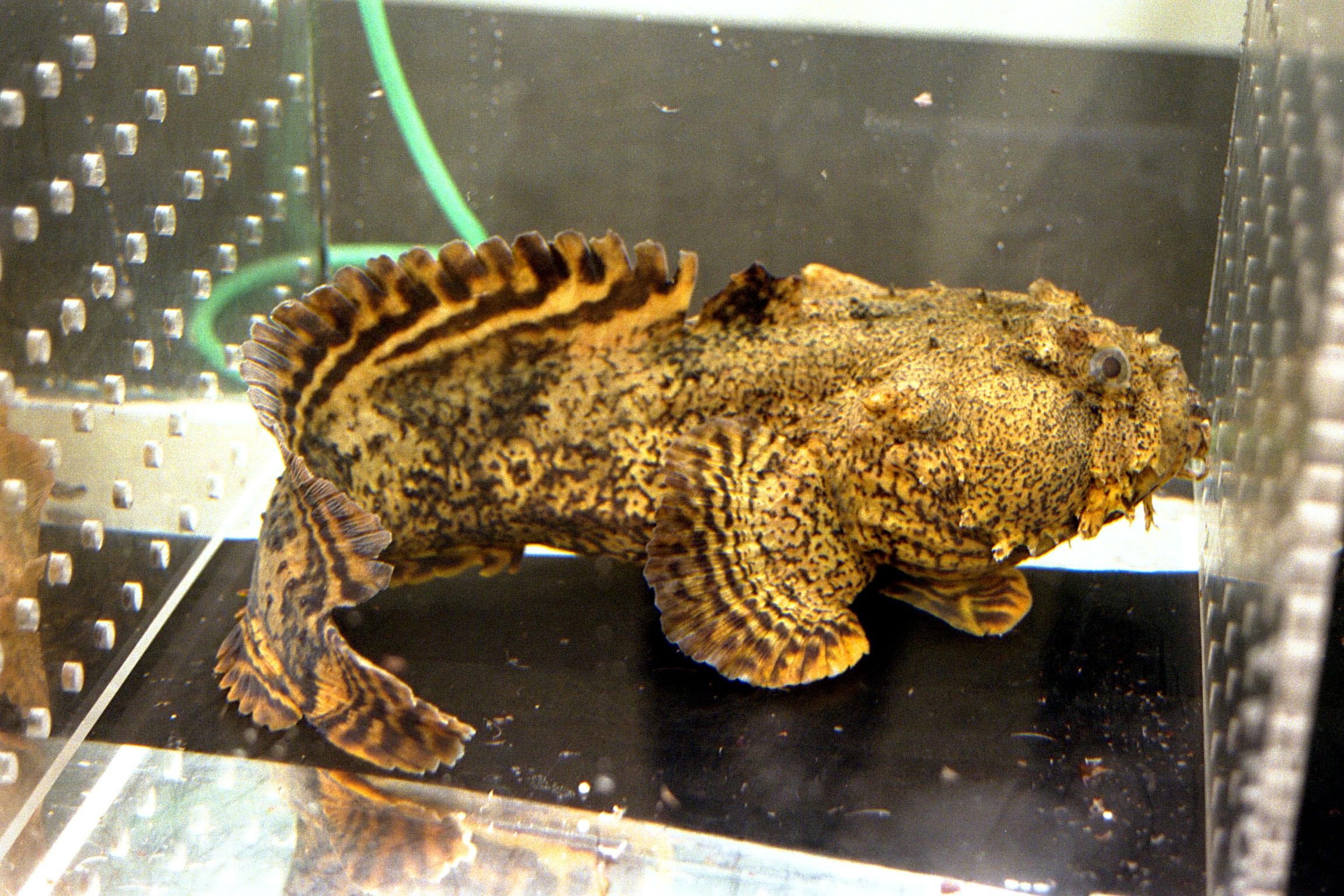 An oyster toadfish in a small aquarium. 