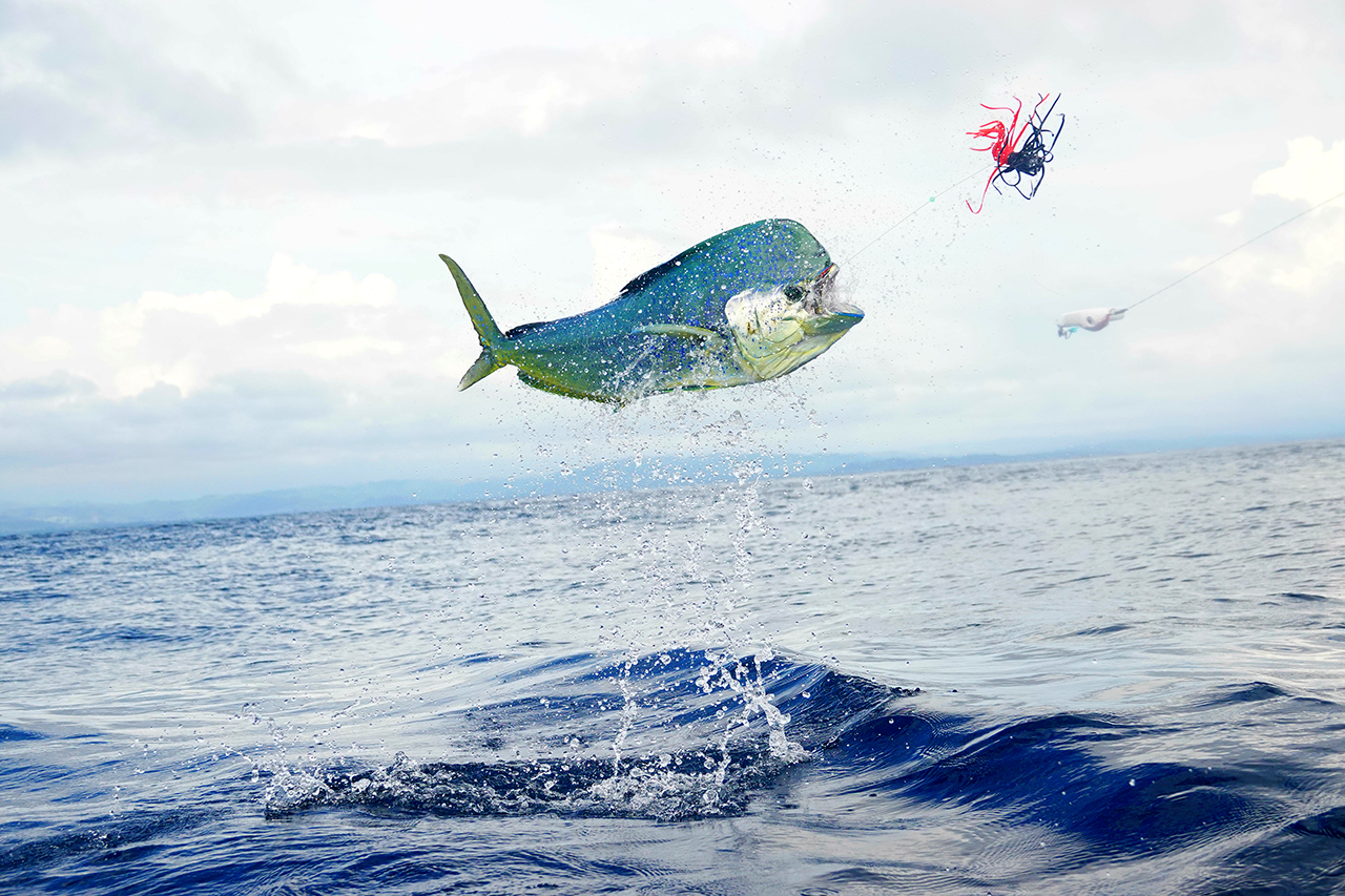 A blue-green mahi-mahi fish leaps from the water in pursuit of a fishing lure