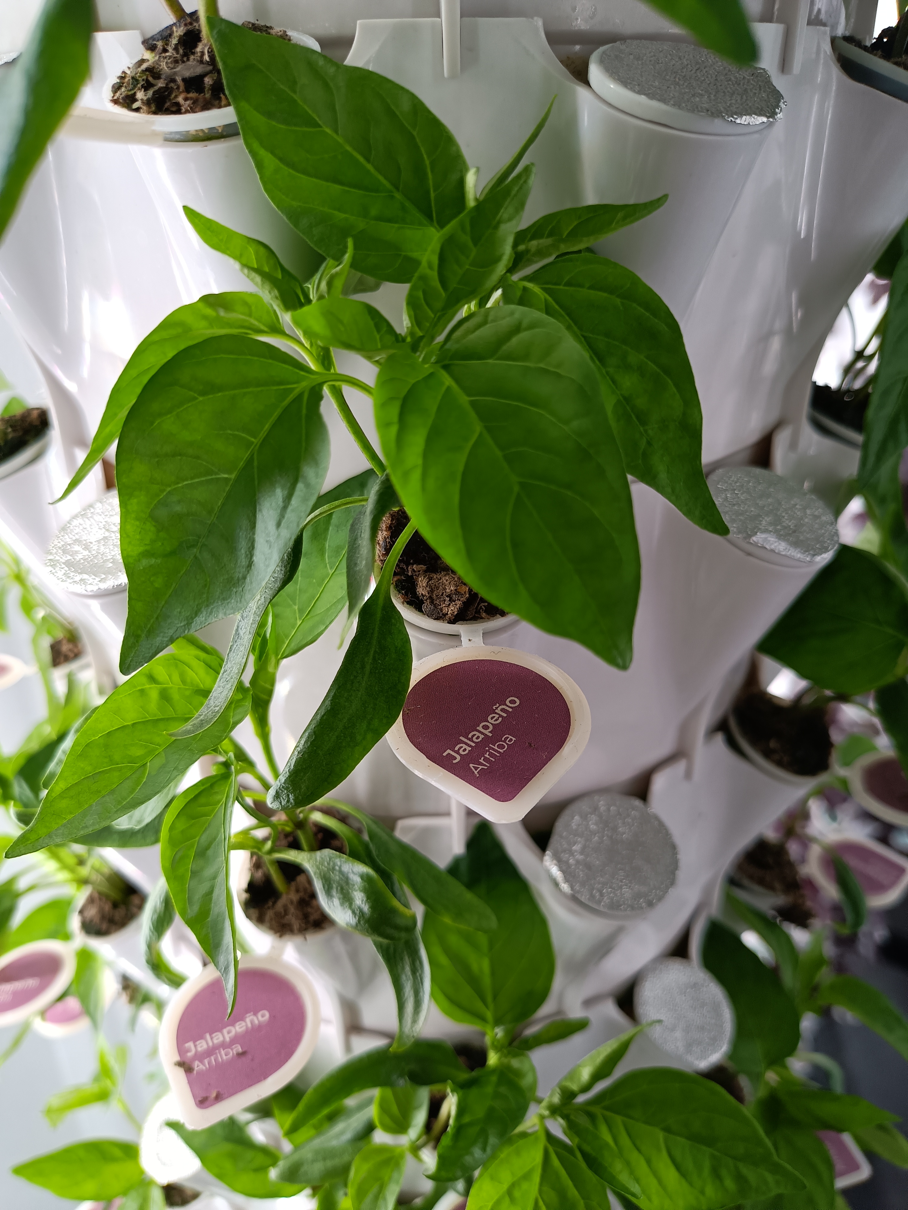  Green plants growing out of a round container, a tag indicates it’s a jalapeno pepper.
