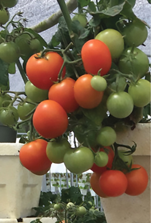 Red robin tomatoes growing in vertical hydroponics