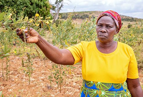 Patricia Nthenge, a farmer in Kenya who is participating in Mercy Corps’ AgriFin program, stands among her pigeon pea crop. In collaboration with NASA, AgriFin is incorporating precision satellite weather data into the information and resources it delivers to smallholder farmers in Africa. Credit: Mercy Corps Patricia Nthenge, a farmer in Kenya