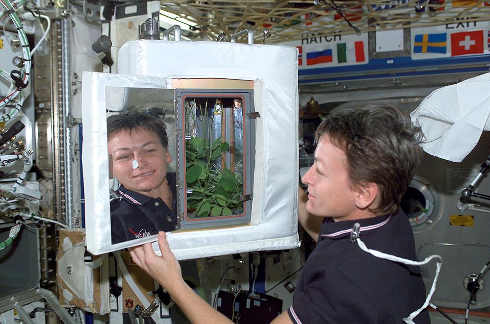 NASA astronaut Peggy Whitson checks out soybean plants growing in the Advanced Astroculture (ADVASC) plant growth chamber on the space station in 2002.