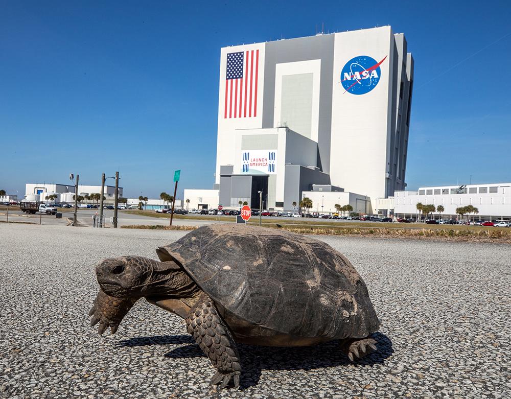 The center shares its island with the Merritt Island National Wildlife Refuge. More than 330 native and migratory bird species, along with 25 mammal, 117 fish, and 65 amphibian and reptile species call Kennedy and the wildlife refuge home. Credit: NASA A tortoise crosses the road at Kennedy Space Center