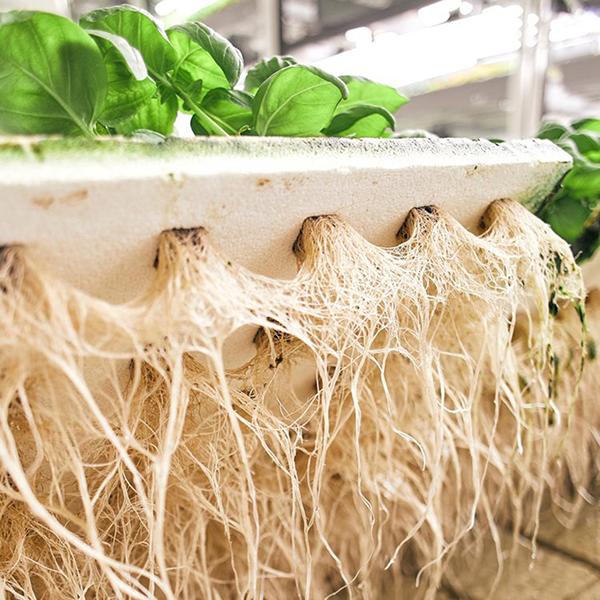 Plants grown by Bowery Farming using nutrient film technique, a vertical hydroponic system pioneered by NASA, develop a dense root mat that absorbs water, nutrients, and oxygen without using soil. A thin film of water continually flows through the tray underneath the roots, using 2-5% of the water required by plants grown outdoors. Credit: Bowery Farming, Inc. plant roots in a vertical garden