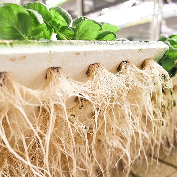 plant roots in a vertical garden