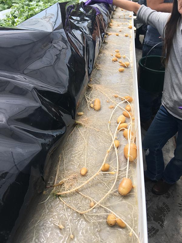 The fruit and greenery of potato plants are poisonous to humans, but the tubers that grow on the roots are a staple crop around the world. CSS Farms cultivates minitubers that will later be used in field farming to grow the potatoes we buy in grocery stores. Credit: CSS Farms LLC