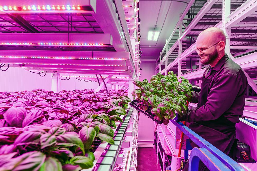 Green Sense uses LED lights in its vertical farms, adjusting the mix of red and blue light for each plant species. Lane Patterson, chief engineer, examines the successful cultivation of Italian basil. Patterson gained valuable experience in indoor farming when he worked at the South Pole Station, operating an indoor growth chamber funded by a NASA. Credit: Green Sense Farms LLC Lane Patterson, chief engineer, examines the successful cultivation of Italian basil