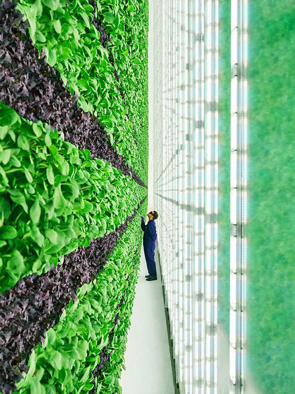 One way Plenty Unlimited maintains plant health is by using robotics in nearly every step of the farming process. Proprietary technology grows the company’s Spicy Mizuna Mix, shown here, and relies on data to optimize growing conditions. The growing environment mimics the closed-loop environment developed by NASA in the Biomass Production Chamber that demonstrated how to grow plants without sunlight and open air. Credit: Plenty Unlimited Inc. Man tending vertical garden