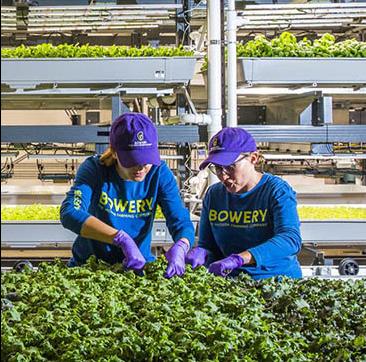 Inside abandoned city buildings, Bowery Farms builds vertical farms that provide fresh produce to local retailers and restaurants. The closed system produces food all year, eliminating the problems that limit outdoor farming such as drought, winter temperatures, and bug infestations. Credit: Bowery Farms Bowery Farms workers tend to plant in a vertical farm