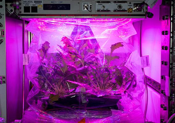 The Veggie system grows plants in orbit on the space station