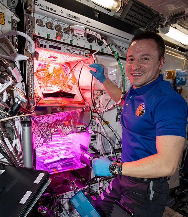 Astronaut Andrew Morgan waters plants in the Veg-04B experiment on the space station