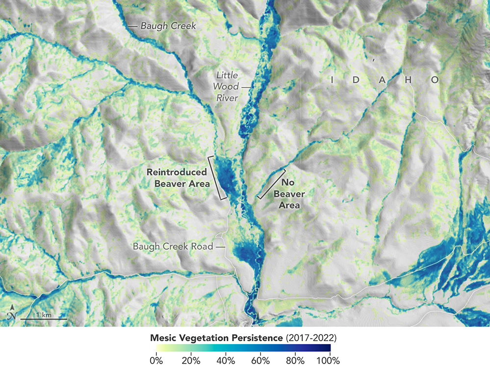 The vegetation in this satellite image indicates where streams or creeks are flowing and reveal the benefits of beaver activity