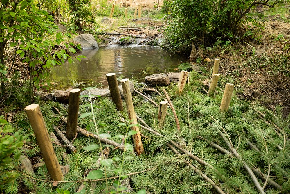 This beaver dam analog was built by crews from Anabranch Solutions in the summer of 2023, as part of their effort to restore stream processes and prepare the watershed for beaver reintroduction. Such human-made dams can entice beavers to areas that will benefit from their work