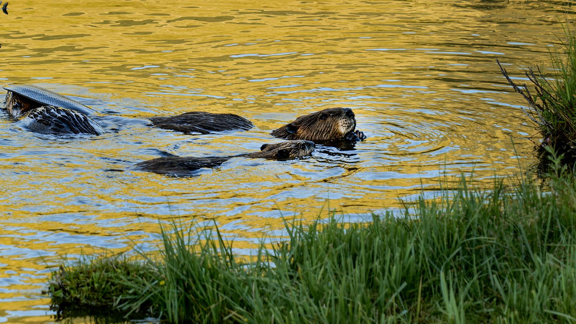 A beaver family nibbles on aspen branches just up Logan Canyon from Utah State University, in Spawn Creek, Utah