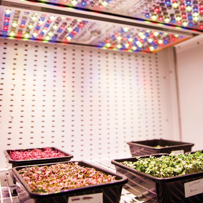 Plants growing with different colored LED lights