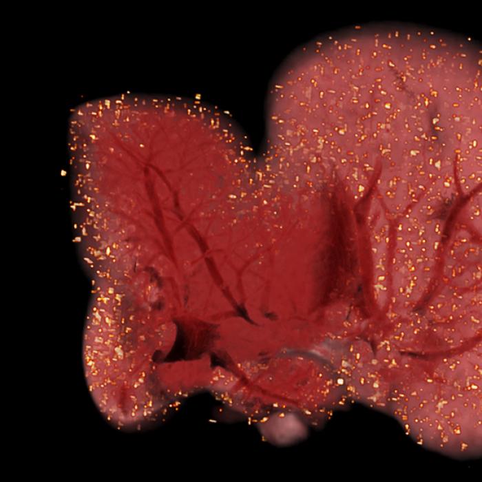 A CryoViz image shows stem cells tagged with fluorescent markers in a mouse liver. After a specimen, usually a mouse, is frozen in a block, the device shaves thin slices off the block, taking multiple high-resolution images of the block face to create a three-dimensional image showing the location of every tagged cell within the body. A CryoViz image showing tagged stem cells in a mouse liver