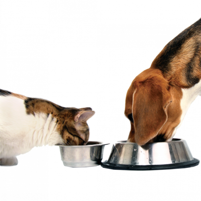 dog and cat eating from bowls
