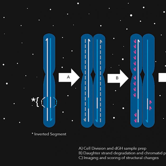 Diagram showing how chromatid paints highlight chromosomal inversion after chromosome divides