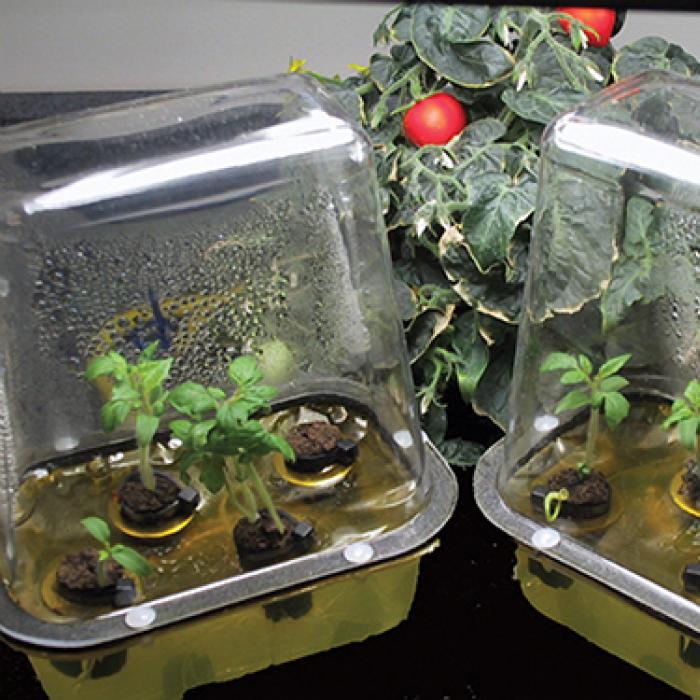 Tomato plants grow in small, enclosed terrariums