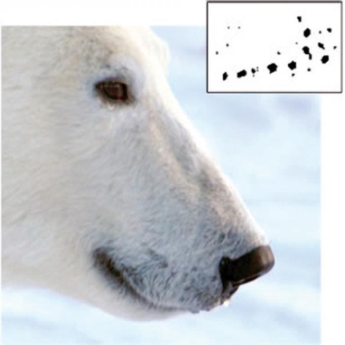 a polar bear with inset images of whisker spots