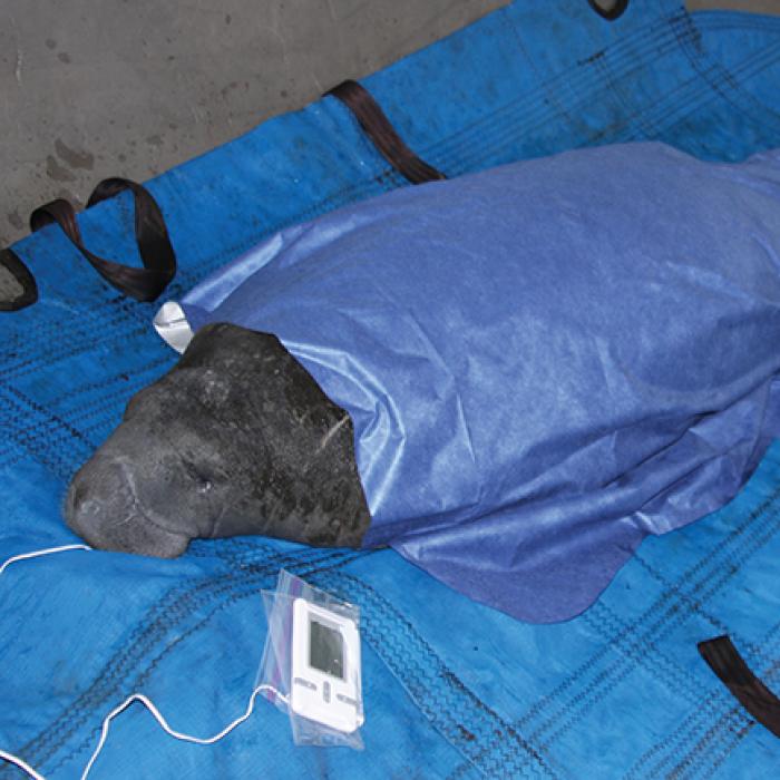 A manatee is kept warm by a radiant barrier blanket