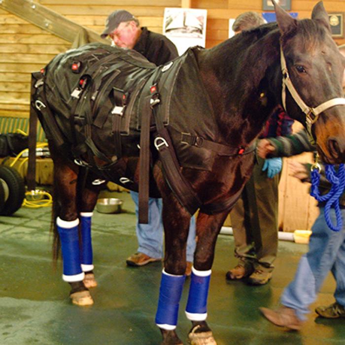 A horse is fitted with a specialized harness