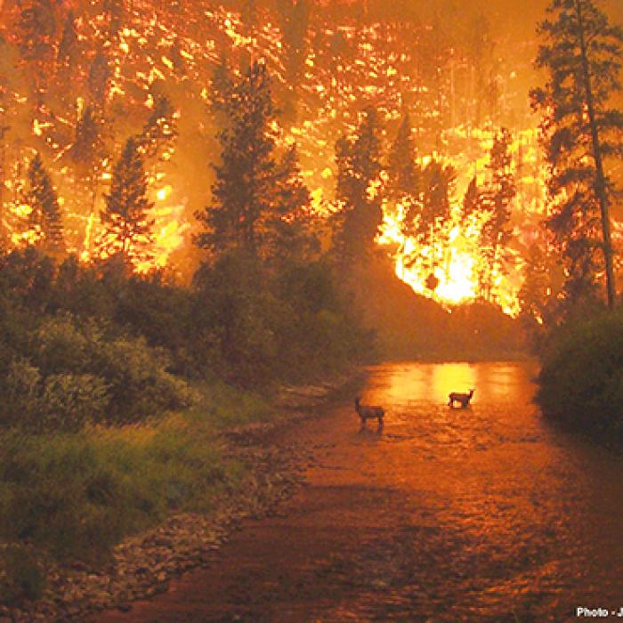 Two deer stand in a river with a forest fire raging in the distance behind them