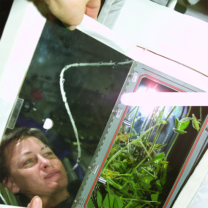 Astronaut Peggy Whitson checks on soybean plants growing in the Advanced Astroculture plant growth chamber