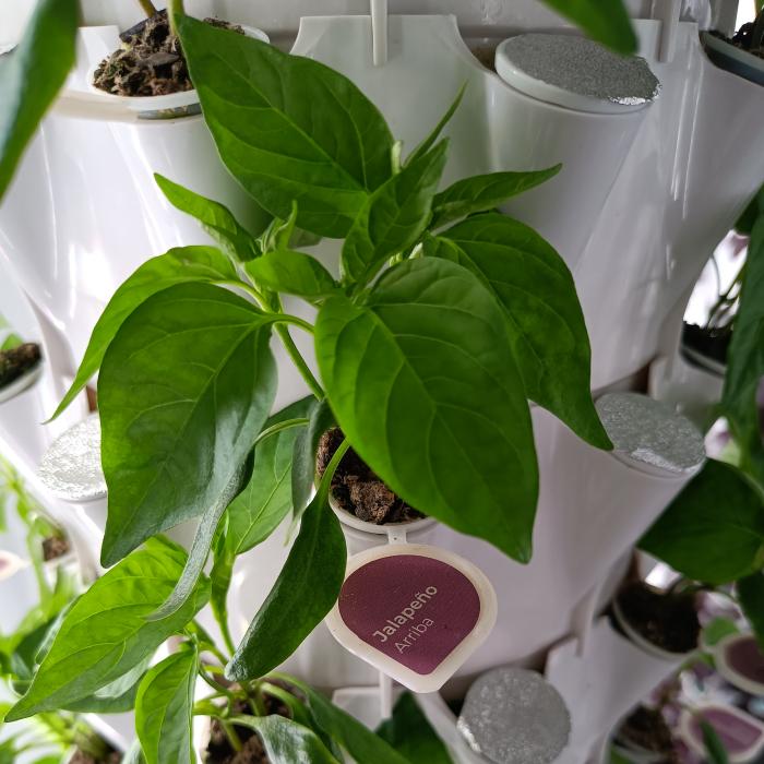  Green plants growing out of a round container, a tag indicates it’s a jalapeno pepper.