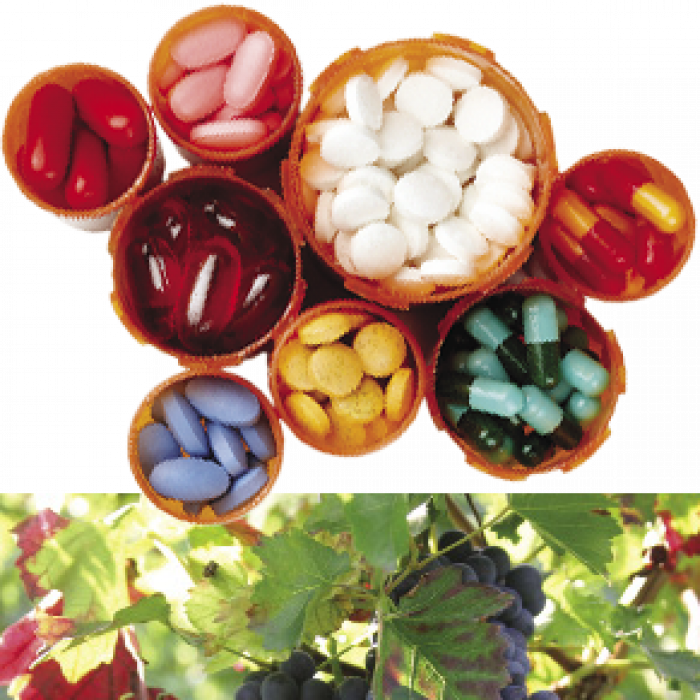 The pharmaceutical industry was an early adopter of spectroscopy, which can monitor ingredients to ensure quality, uniformity, and compliance with regulations. Winemakers use it to test the composition of both their grapes and their end product, and spectroscopy lets petroleum companies analyze the crude they unearth and the oil they sell. pills in pharmacy bottles, grapes on vines, an oil drum pouring out oil