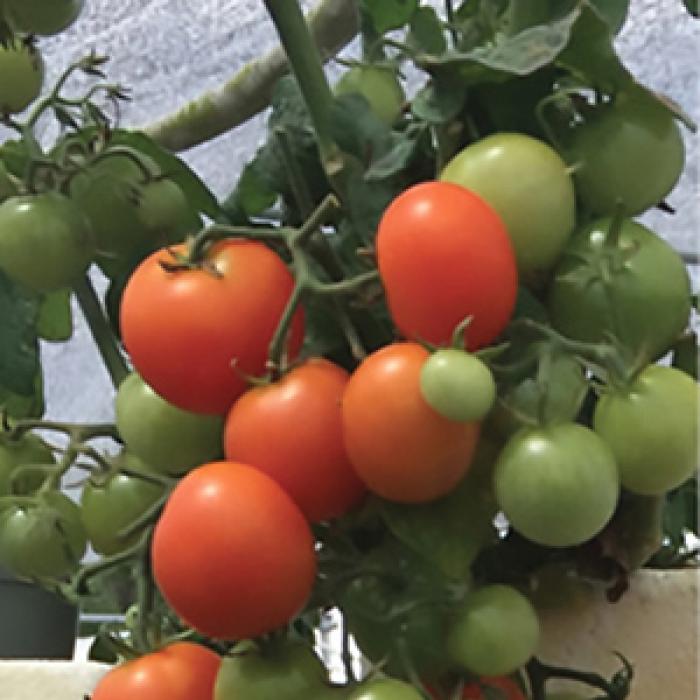 Red robin tomatoes growing in vertical hydroponics