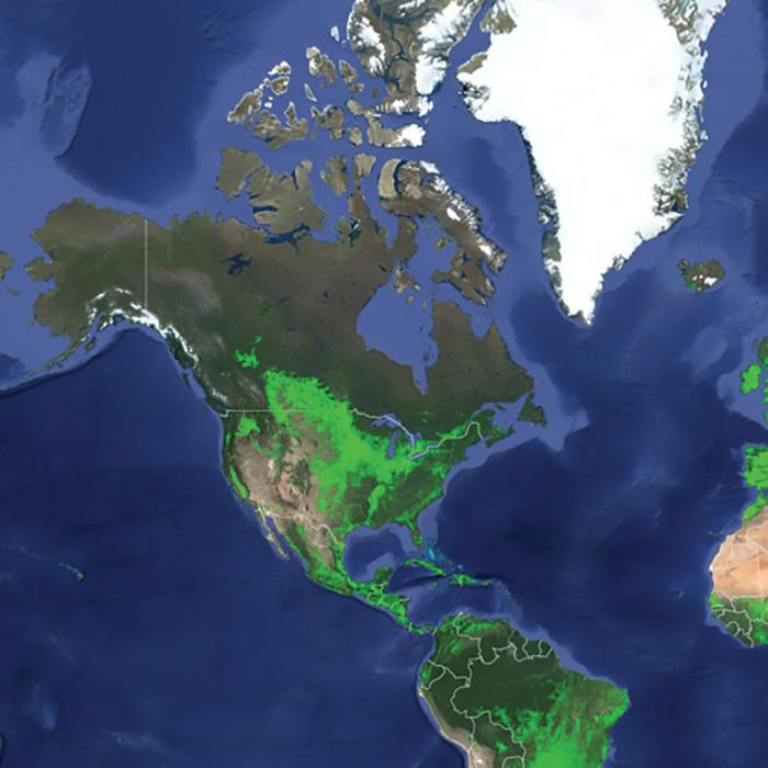 Compilation satellite image of North and South America with crops showing as bright green