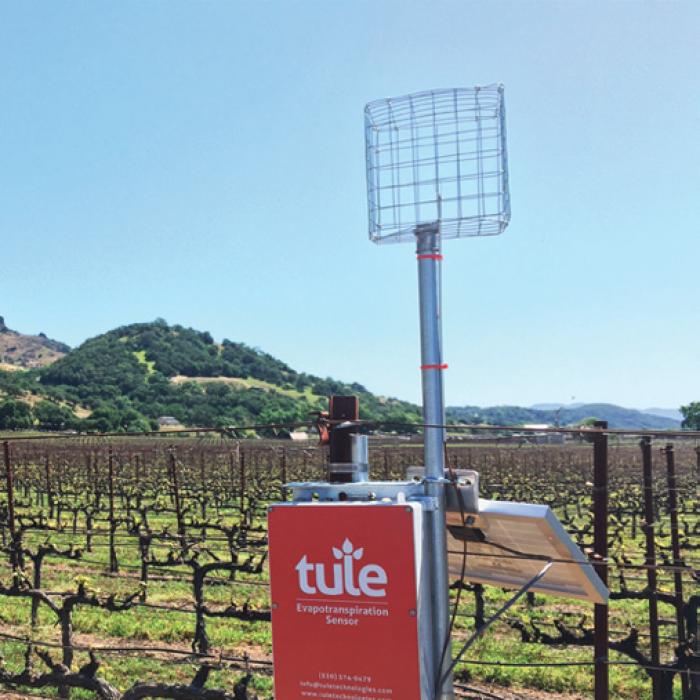 A Tule wind sensor mounted on a pole in a vineyard, surrounded by rows of woody vines