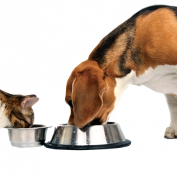 dog and cat eating from bowls